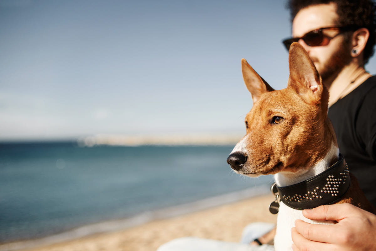 La importancia de cuidar a quienes siempre están ahí: nuestras mascotas