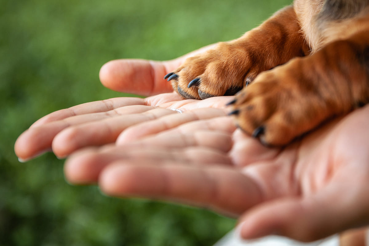 Proteger a tu mascota de insectos